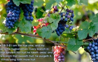 Grace Tidings Post Feature Image - Bearing Fruits